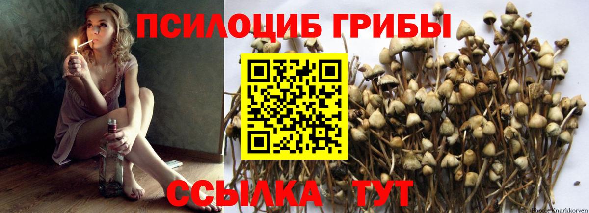Псилоцибиновые грибы Psilocybe  Вход с VPN  Псилоцибиновые грибы мицелий  Усть-Джегута 